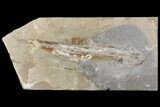 Bargain, Cretaceous Viper Fish (Prionolepis) - Lebanon #147168-1